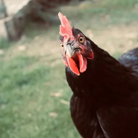 Alpenbauernhaus Konzett Apartament Schruns