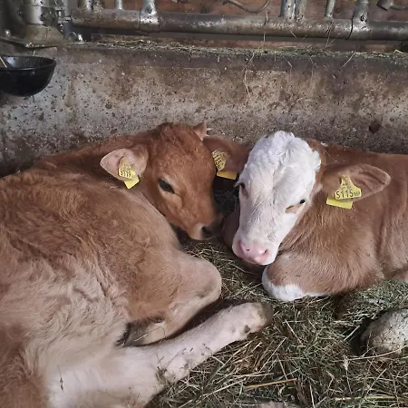 Apartament Alpenbauernhaus Konzett