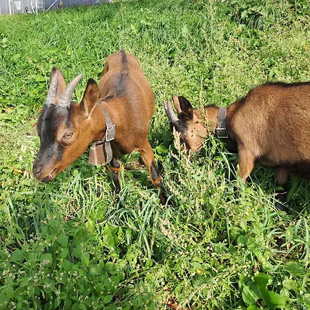 Apartament Alpenbauernhaus Konzett Schruns