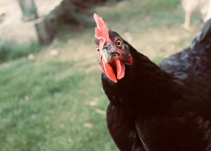 Alpenbauernhaus Konzett Apartment Schruns