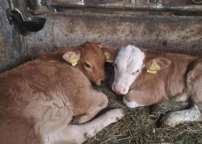 Apartment Alpenbauernhaus Konzett